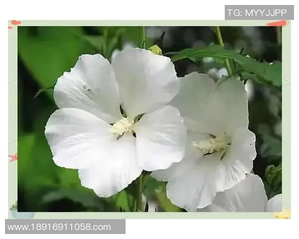 何思雨：在风雨中绽放的坚韧与勇气的故事